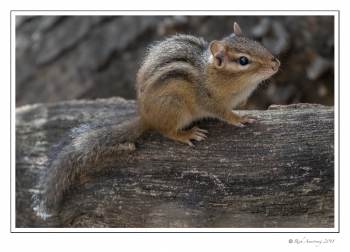 Chipmunk 1.jpg